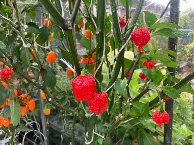 CarolinaReaper2023-08-2701.thumb.JPG.7623ccdafcaf3d571a6f9da4e47e081b.JPG