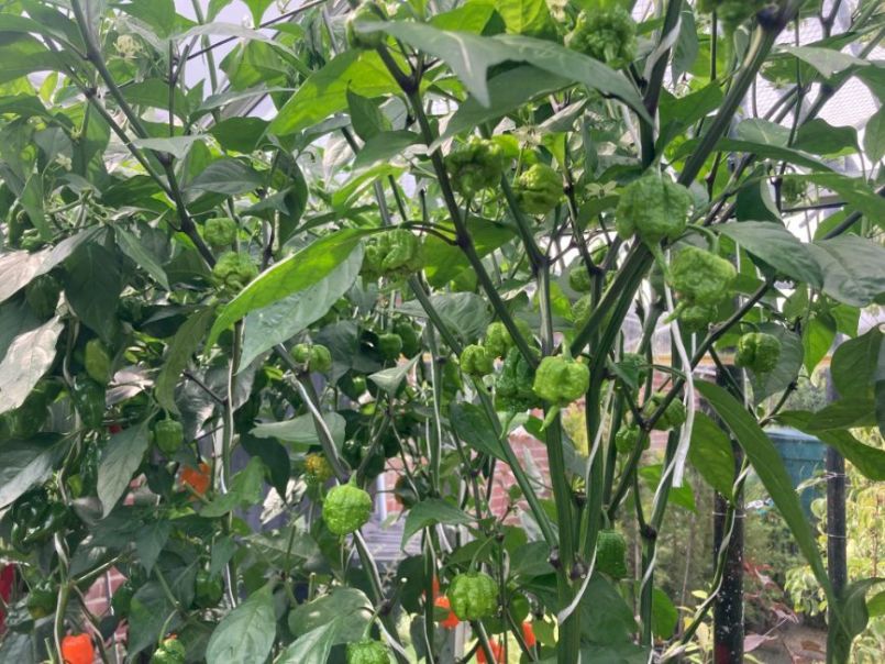 CarolinaReaper2023-08-2702.thumb.JPG.dfa3f3dea1cfb4d60ac9f28aa18425f6.JPG