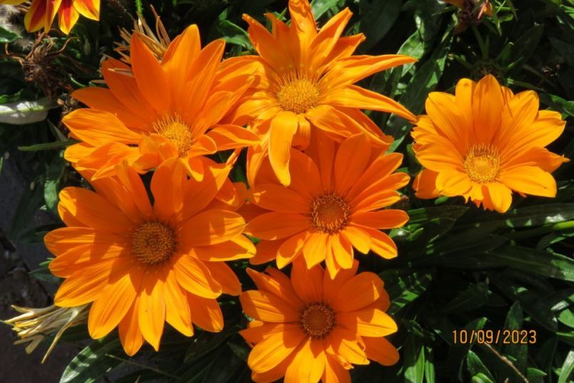 gazania6.thumb.JPG.558980bceea10dc821e1f27d1ac23bb8.JPG