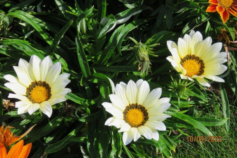 gazania7.thumb.JPG.bccdf7789cb85e6107759e10389556b7.JPG