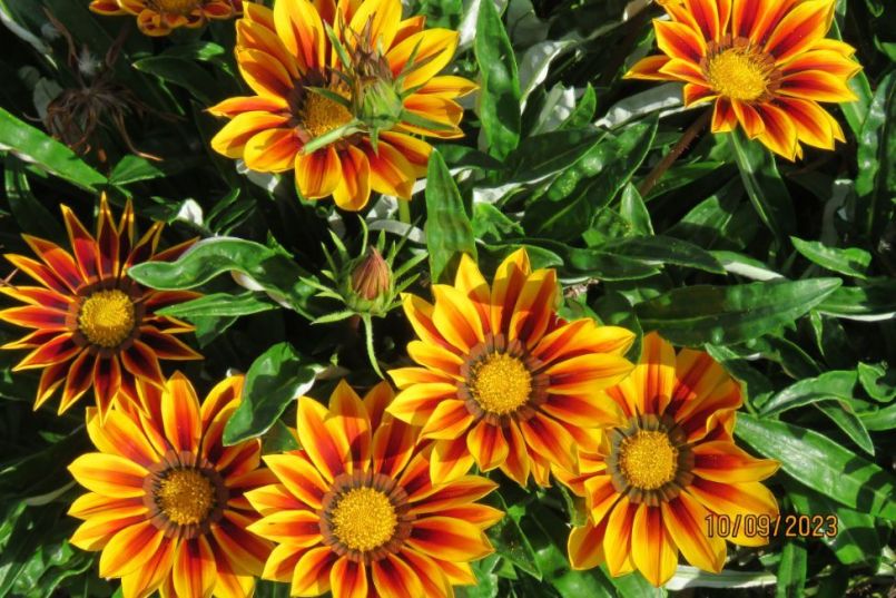 gazania8.thumb.JPG.16d02b0bd58b8396777f8525a3ae08d5.JPG