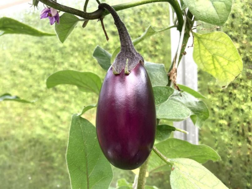 Aubergine2023-10-15.thumb.JPG.3715247f89ef0117ae16008f0152ea3e.JPG