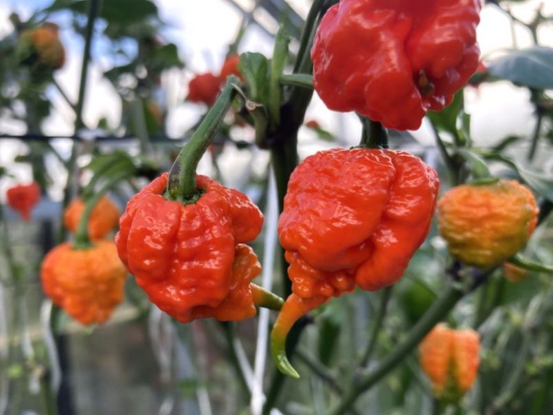 CarolinaReaper2023-10-1504.thumb.JPG.389fe129b3424d360d987e9252cedd16.JPG