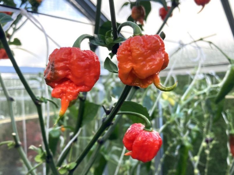 CarolinaReaper2023-10-1505.thumb.JPG.4b4fb15a9f075aa314608a877882c07d.JPG