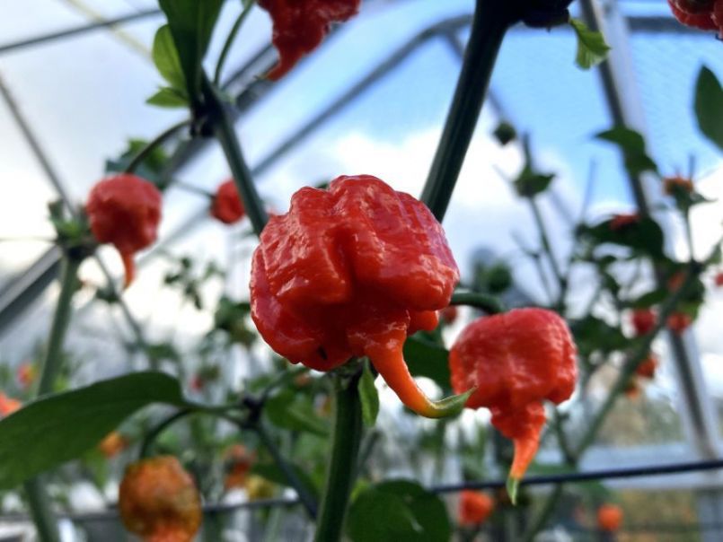 CarolinaReaper2023-10-1506.thumb.JPG.b1c3c90620807c0ec23f18610a7255f0.JPG