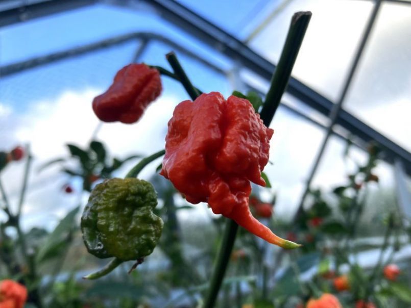 CarolinaReaper2023-10-1507.thumb.JPG.d82339c41f563c276688a2ab81707d88.JPG