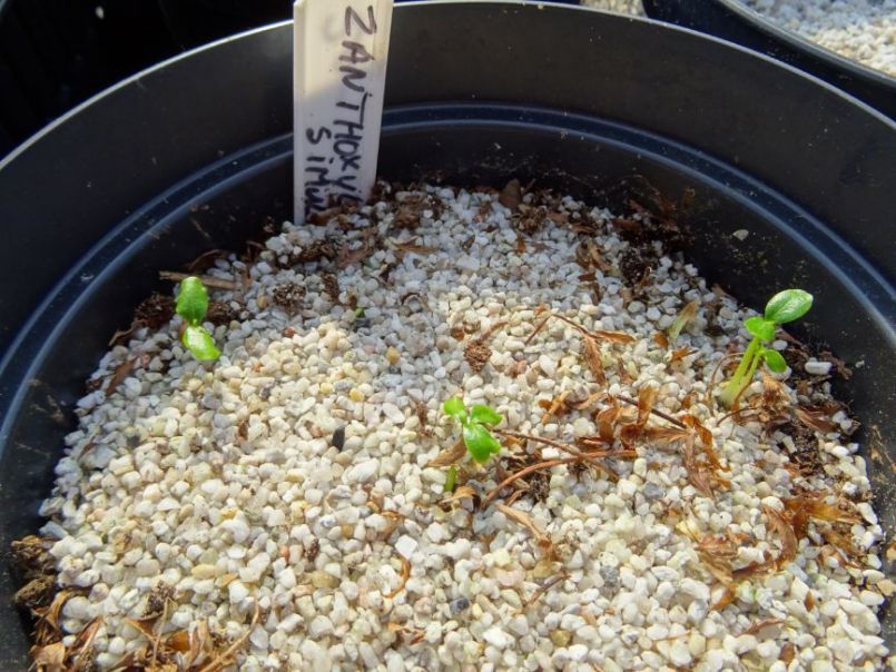 Zanthoxylum simulans Germination April 2018.JPG