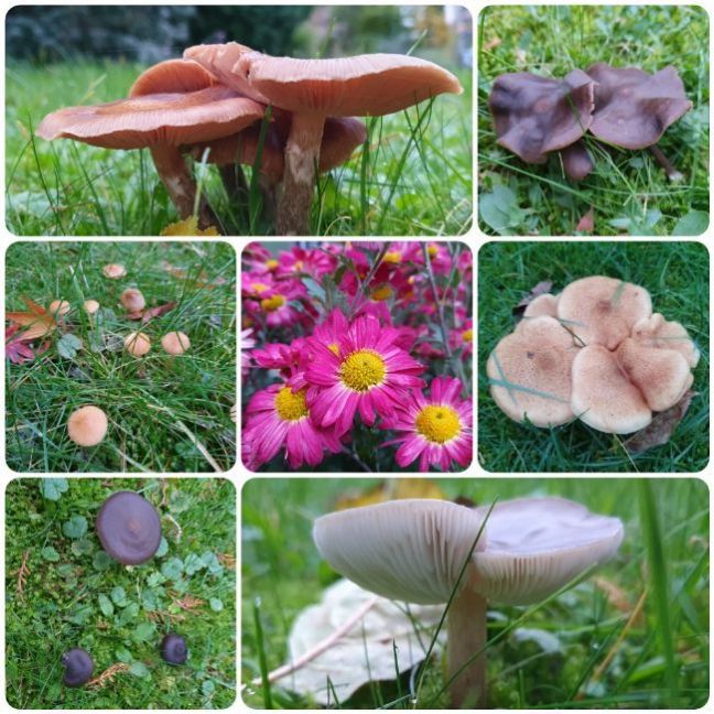 inCollage_20231112_171949131.thumb.jpg.cf006ff6aa1b2a3c7b7a71c6dcc61fd7.jpg
