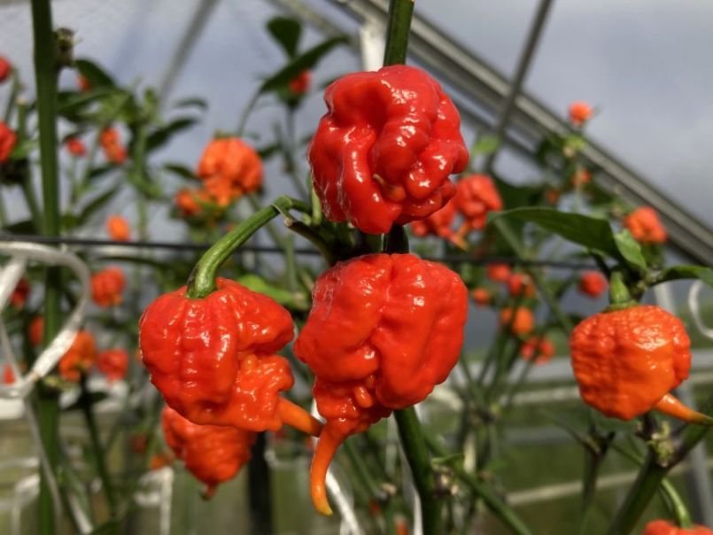 CarolinaReaper2023-10-2102.thumb.JPG.01a1c9e3a9a06b363c80c747b65e3288.JPG