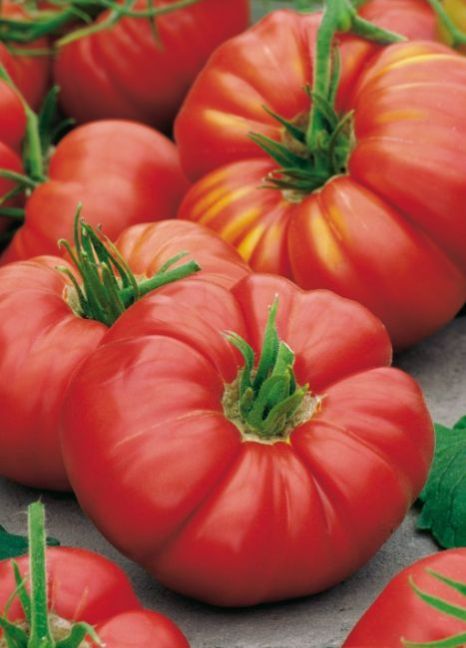 country taste F1.jpg