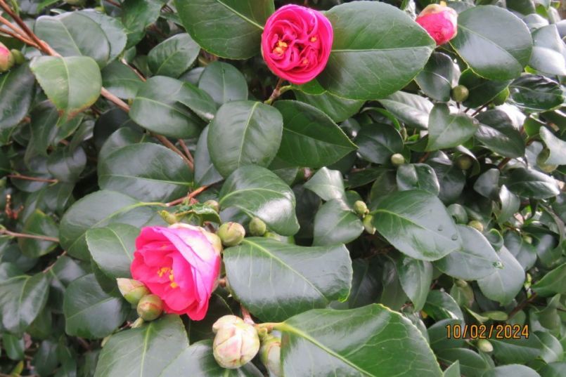 camelia2024_2.thumb.JPG.0df4c16d3a9718f365b989a062b36e96.JPG