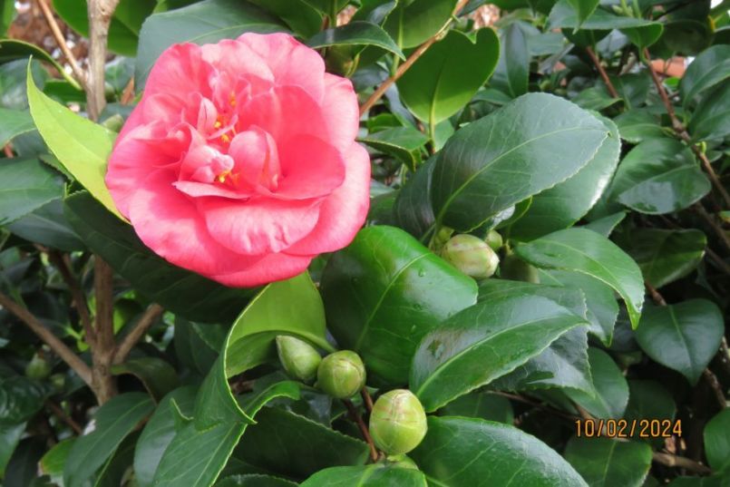 camelia2024_3.thumb.JPG.dcb32cd9985063242c7fd1c4a5be53e6.JPG