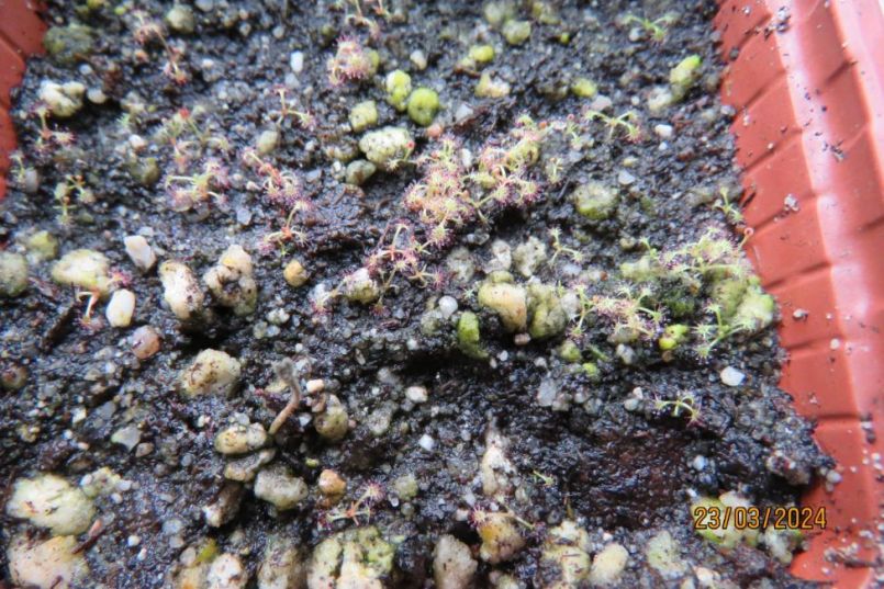 drosera10.thumb.JPG.d064c3167c0cbbbddb91d587dff0744f.JPG