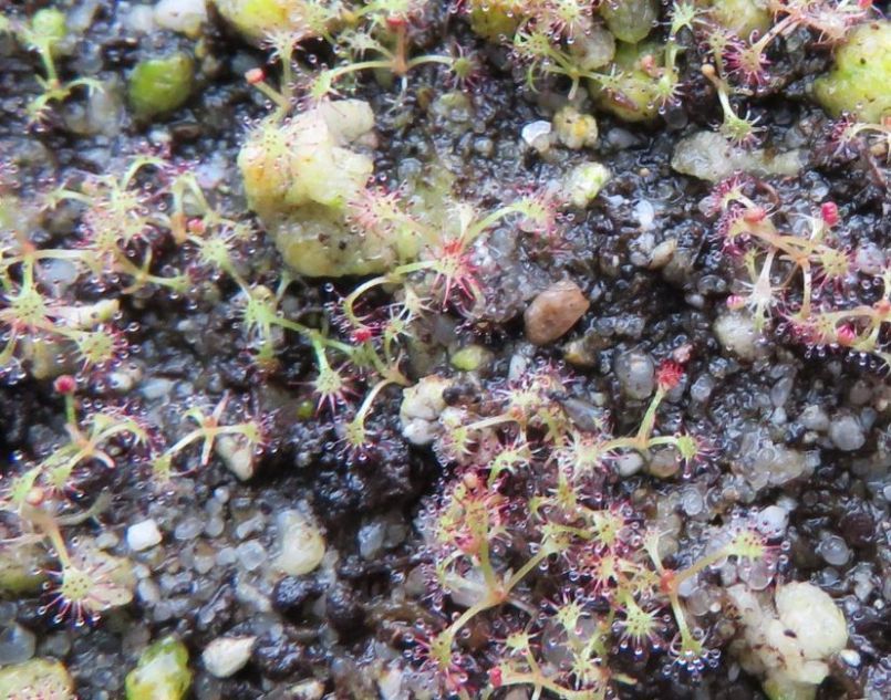 drosera12.thumb.jpg.40d14c0c5b051ae3078601b818d8b221.jpg