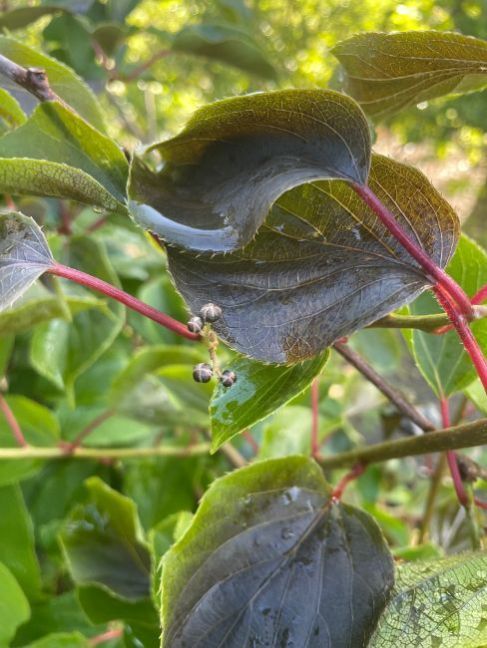 Actinidia arguta late nachtvorst 2024.jpg