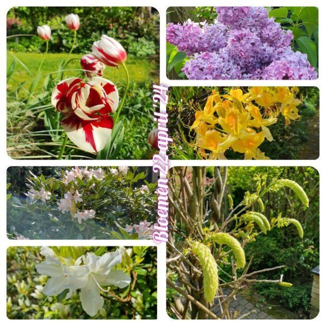 InCollage_20240422_162710974.thumb.jpg.b44f17bdb650e431b1233aa10b0e824d.jpg