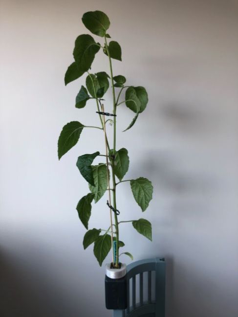 thumbnail_image2(1).thumb.jpg.ebe28f25291d385a83db1777a7948e14.jpg