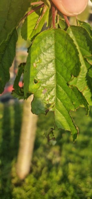 20240513_201941 - kopie.jpg