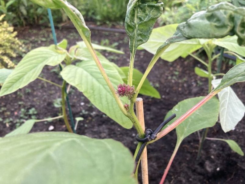 Amaranthus2024-05-2205.thumb.JPG.680ac88c5d689bc26f4e7625e917d61b.JPG
