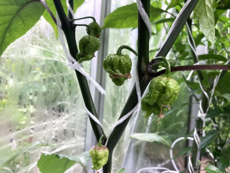 CarolinaReaper2024-05-2404.thumb.JPG.c82a05bca628c642345a24c5e18a1e71.JPG