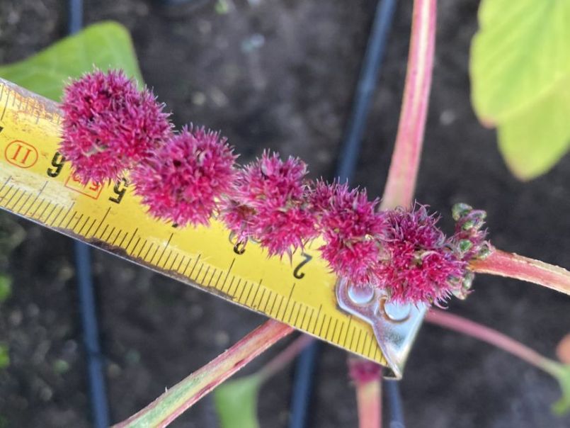 Amaranthus2024-06-1106buiten.thumb.JPG.427190273db441d90840d6fc48f3d1e3.JPG