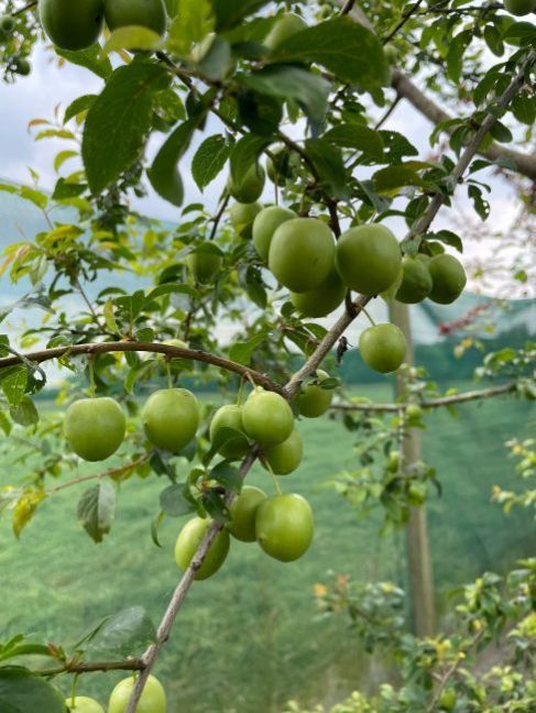 Prunus cerasifera Juni 2024.jpg