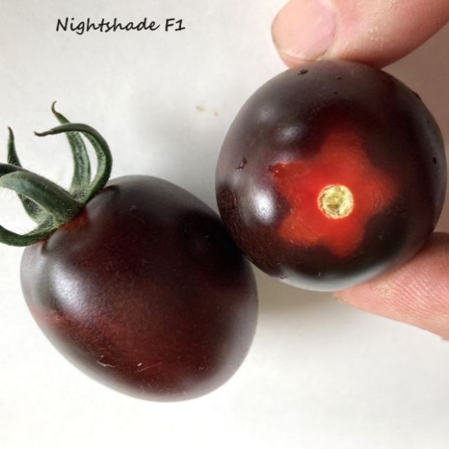 06Tomaten2024-07-2104Nightshade.thumb.JPG.cf2f7593a83df8e12382c5b97b81217e.JPG