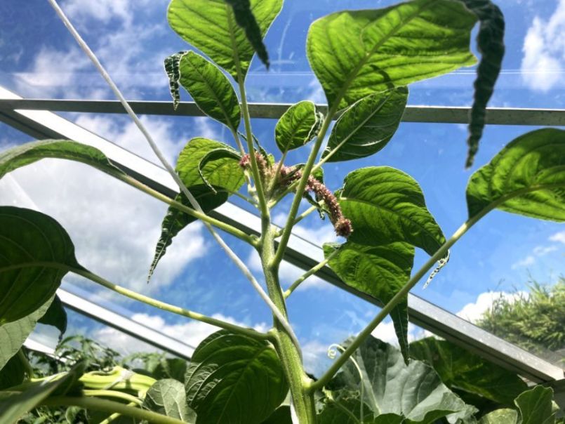 Amaranthus2024-07-1403kas.thumb.JPG.b6a0a91bf5e00b5167810152763b8348.JPG