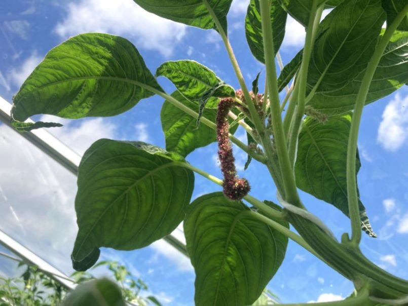 Amaranthus2024-07-1404kas.thumb.JPG.58f295e49f6a0ac95aa7903cc94ac04d.JPG