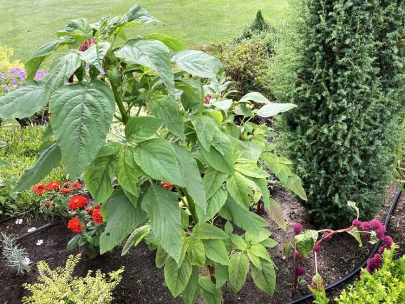 Amaranthus2024-07-1406buiten.thumb.JPG.0ff8d95db7190833792c0bdc0283c390.JPG