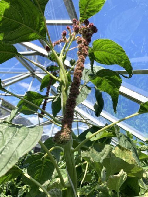 Amaranthus2024-07-2802kas30cm.thumb.JPG.10c24f4e758775713f73318559b5c6df.JPG