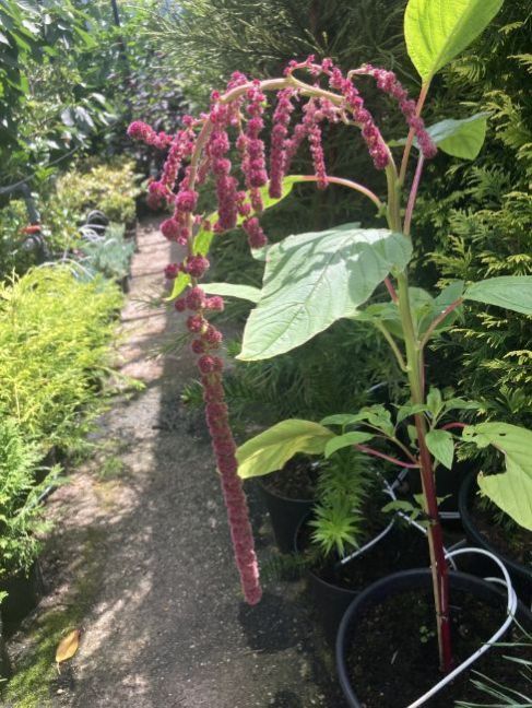 Amaranthus2024-07-2804fruitkw55cm.thumb.JPG.d46a1d9f677e901d6b0dc2a2182362dc.JPG