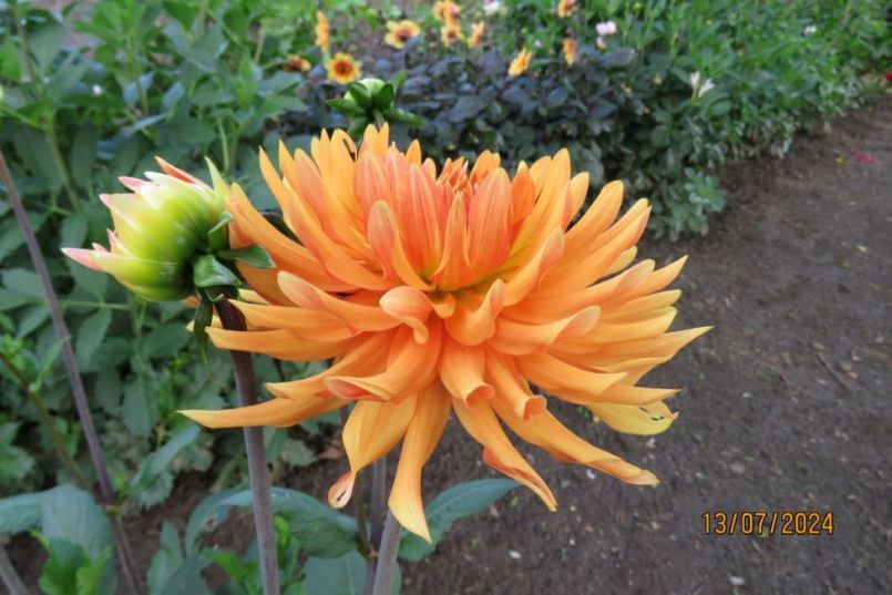 dahlia_11.thumb.JPG.4d185edf117f990a6950e2b88db7163e.JPG