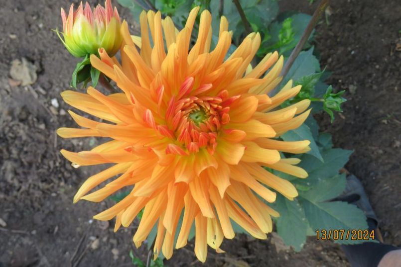 dahlia_12.thumb.JPG.cbeaad8ce27aef292ed1115ba5763d2d.JPG