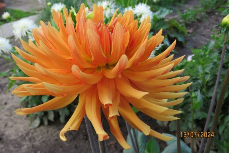 dahlia_13.thumb.JPG.b1853d0e4ef87c4ab33682813e14908b.JPG