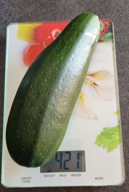 11 juli van K1, vak 1, 1e courgette.jpg