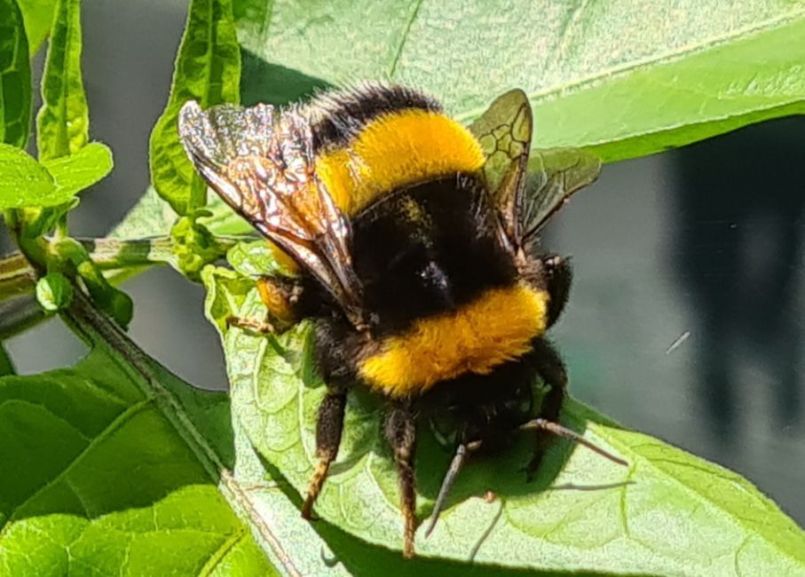 20240726_hommel (2).jpg