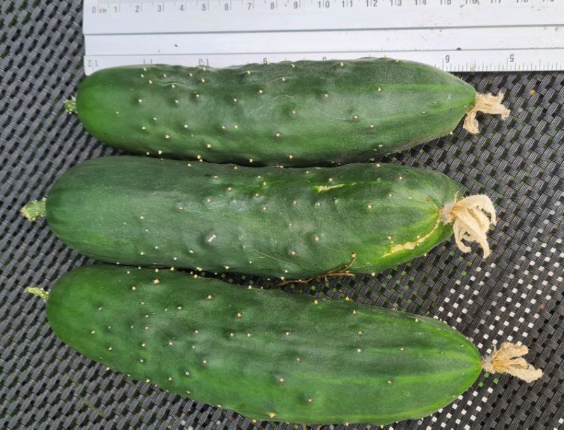 20240810_komkommer.jpg