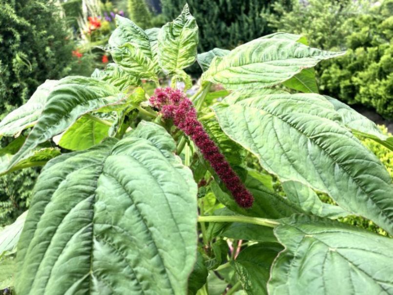 Amaranthus2024-07-1408buiten.thumb.JPG.4d321e1797b87e47b0eb3cef2dafdb02.JPG