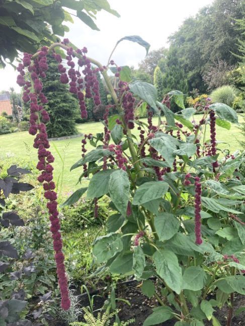 Amaranthus2024-08-1801buitenplant.thumb.JPG.465920d6a8c92de94587f045484edb6a.JPG