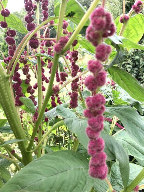 Amaranthus2024-08-1803buitenplant.thumb.JPG.665939ab9227a91f5950143e6e324eda.JPG