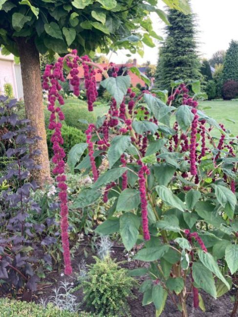 Amaranthus2024-08-2607plantbuitengrootste.thumb.JPG.20e9fe9b46b6a3a7aec045a19bbd0562.JPG