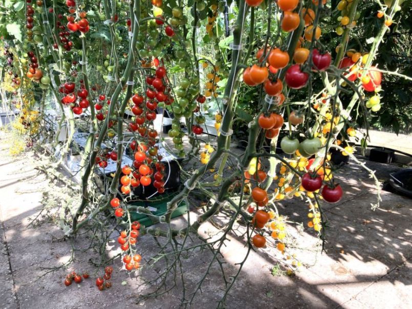 Tomaten2024-08-2503Overzicht.thumb.JPG.5e3cb3e67899e2ffd789952c506a1664.JPG