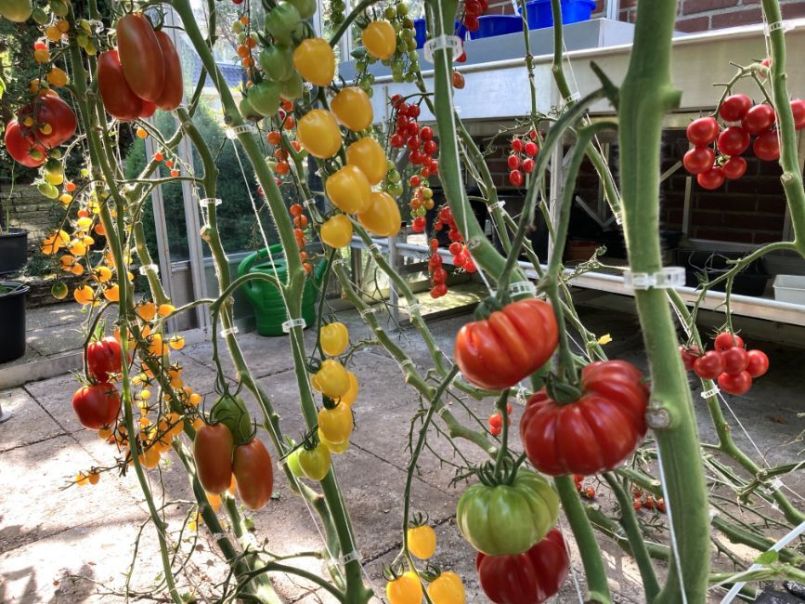 Tomaten2024-08-2506overzicht.thumb.JPG.f5315b0e43c1589543fde0c14e85c66b.JPG