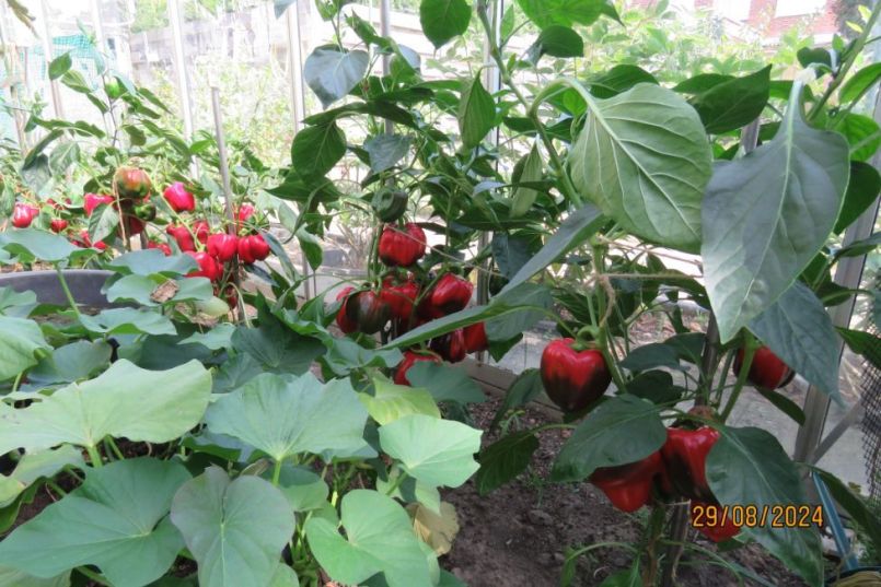 paprika2024_10.thumb.JPG.596c993be5ff1cce58f37e65383330ec.JPG