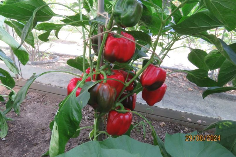 paprika2024_11.thumb.JPG.7d12afbf50a8fd2fa1250b32ca91d7e2.JPG
