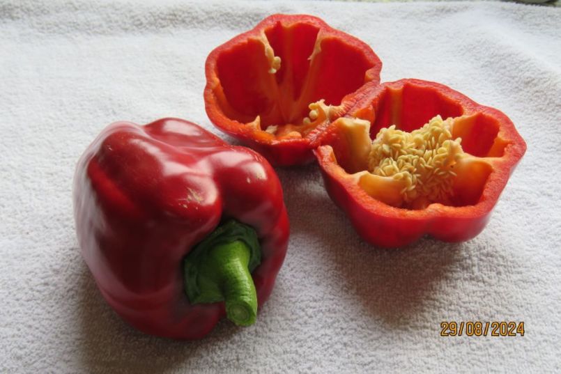 paprika2024_14.thumb.JPG.bc233c9958dd63c3c69daed22bfdf929.JPG