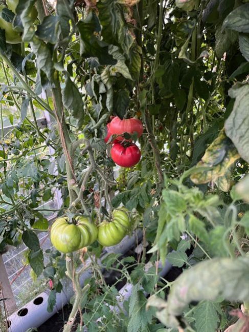 thumbnail_image2(2).thumb.jpg.b0f4a6cfa8a6adf97d05e74e86e195e0.jpg