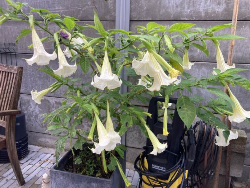 brugmansia.thumb.jpg.a695dc78991ece6b72e74f7081ad293b.jpg