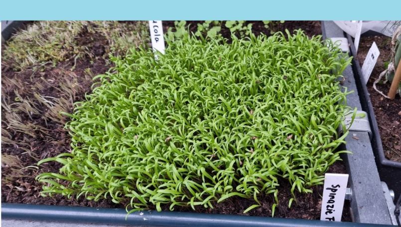 20241111_153650 blauw.jpg